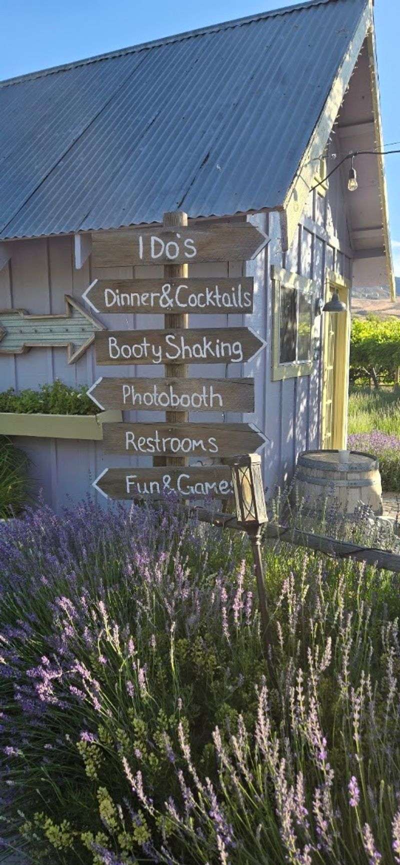 Why This Purple Farm Keeps People Coming Back