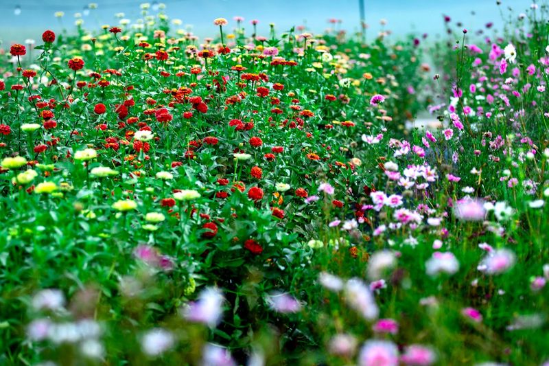 Valley Flower Farm, Knoxville