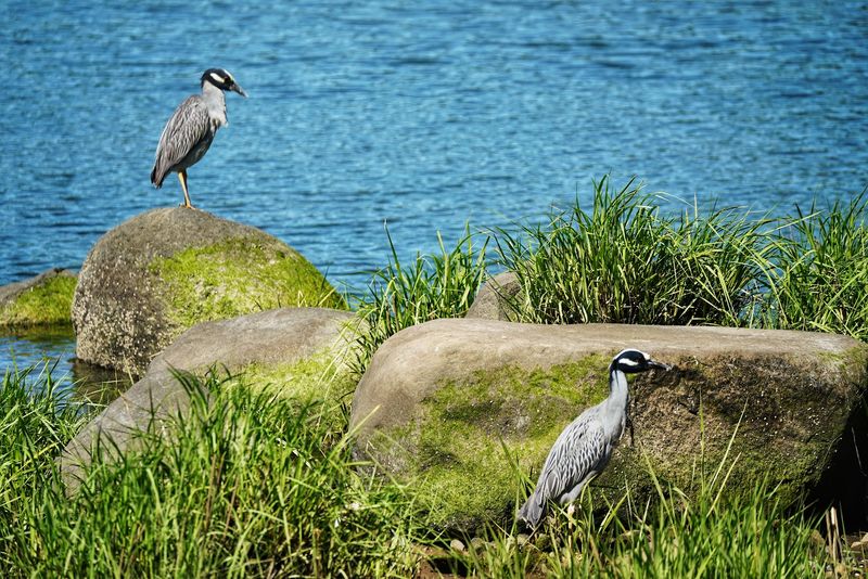Marine Park