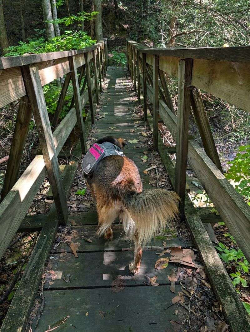 Soddy Creek Gorge South Trail, Soddy Daisy