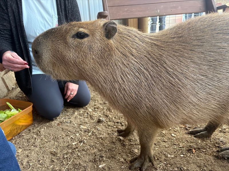 Mitchell's Petting Zoo And Exotics, Sweetwater