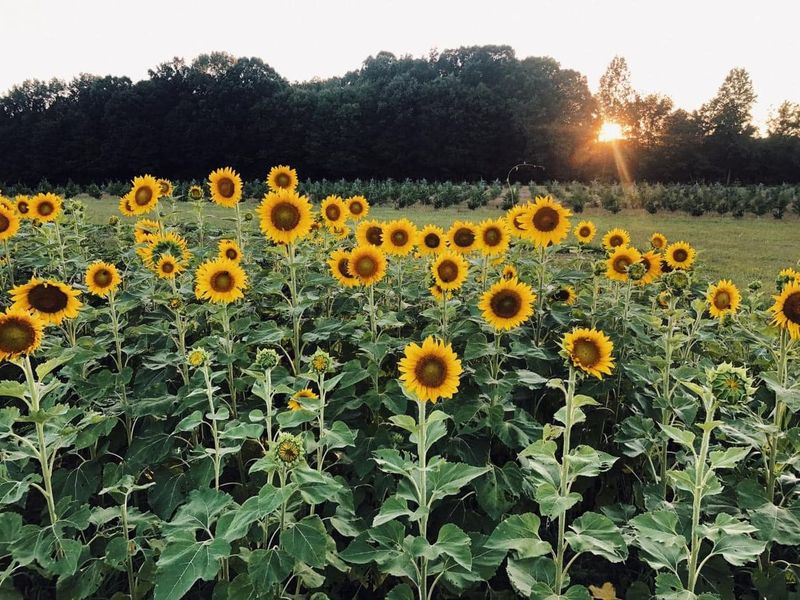 Big Sky Farm TN, Portland