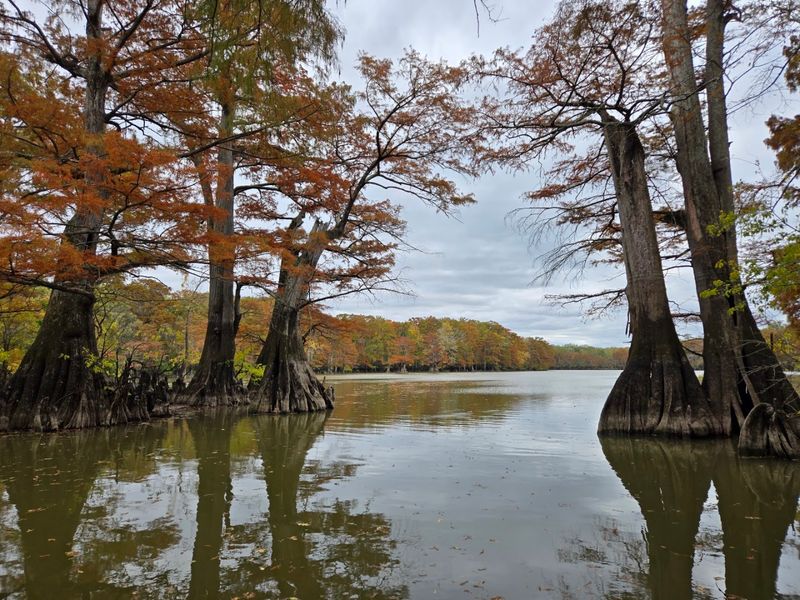 Bears, Otters, And Alligators Share The Same Backwater