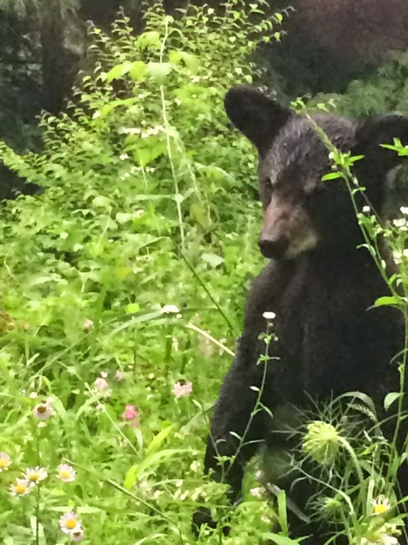 Susquehannock State Forest