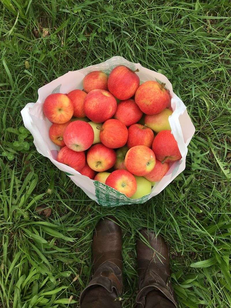 Over A Dozen Varieties Are Available For Pick Your Own Visits