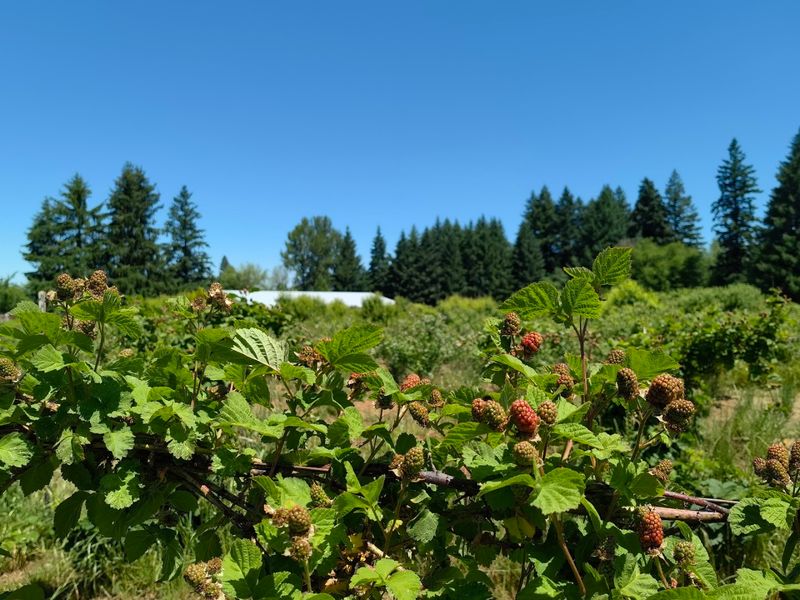 You Can Fill Your Own Basket Straight In The U Pick Fields