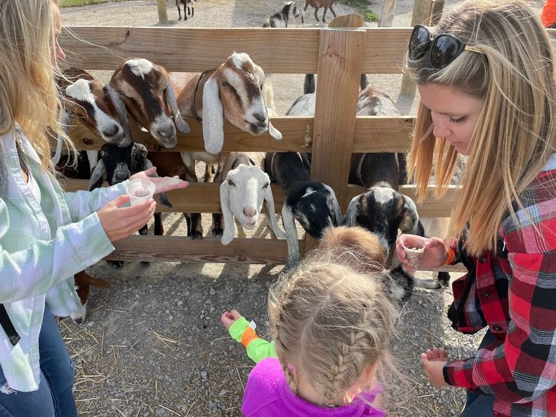 A Cup Of Feed Turns Kids Into The Most Popular Guests In The Barnyard