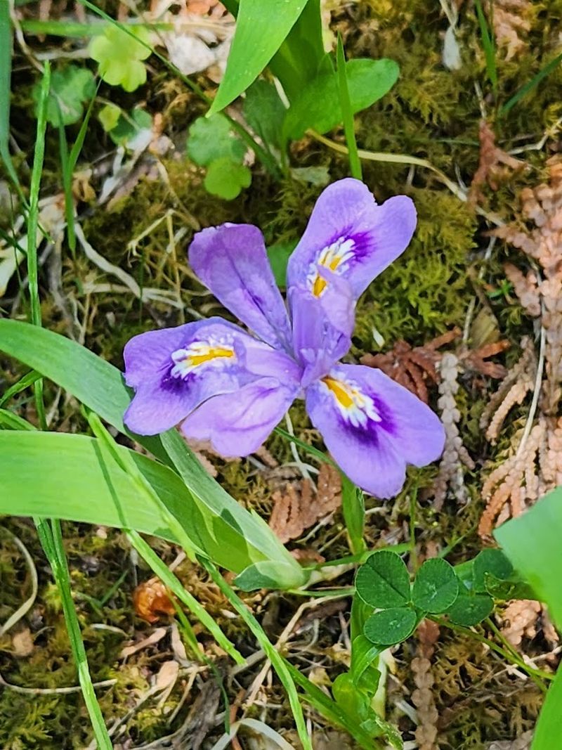 Threatened And Endangered Plants Are Protected Here