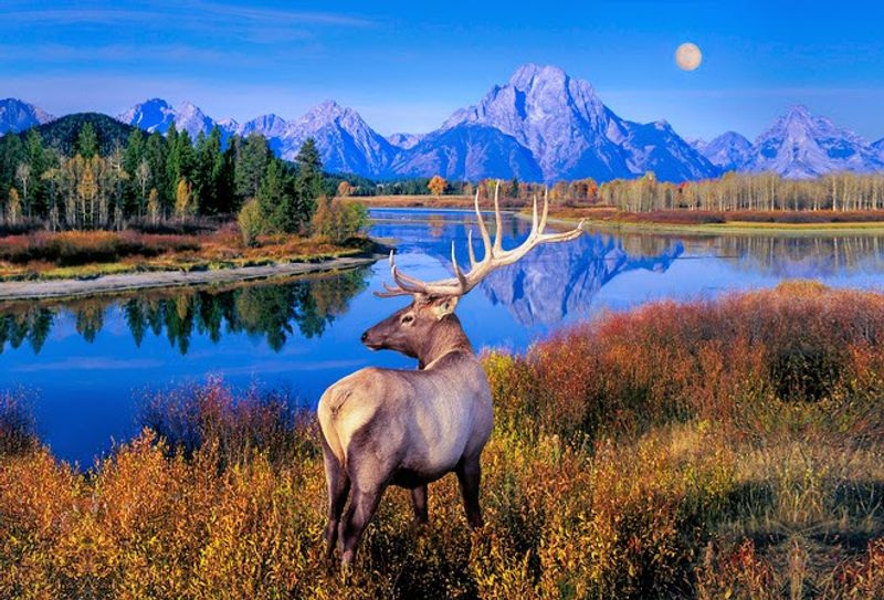 Moose-Wilson Road And Wildlife Watching
