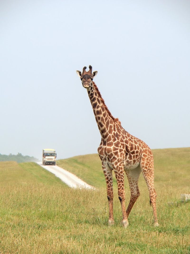 The Wilds: 10,000 Acres Of Wonder