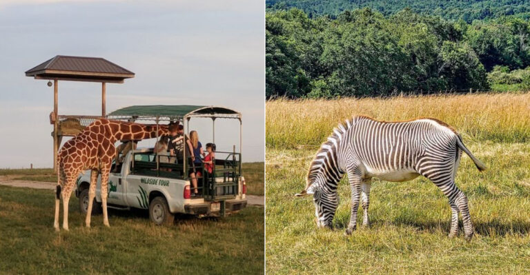 Most People Don’t Know About This Ohio Wildlife Park That Feels Like A Mini Safari