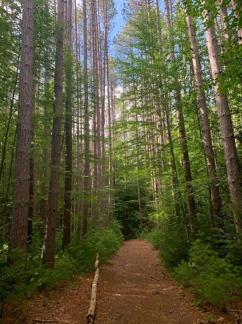 Mohawk Trail State Forest, Charlemont, Massachusetts