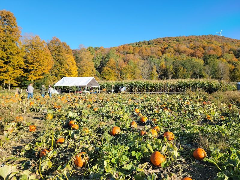 Farmland Traditions And Bumper Harvests