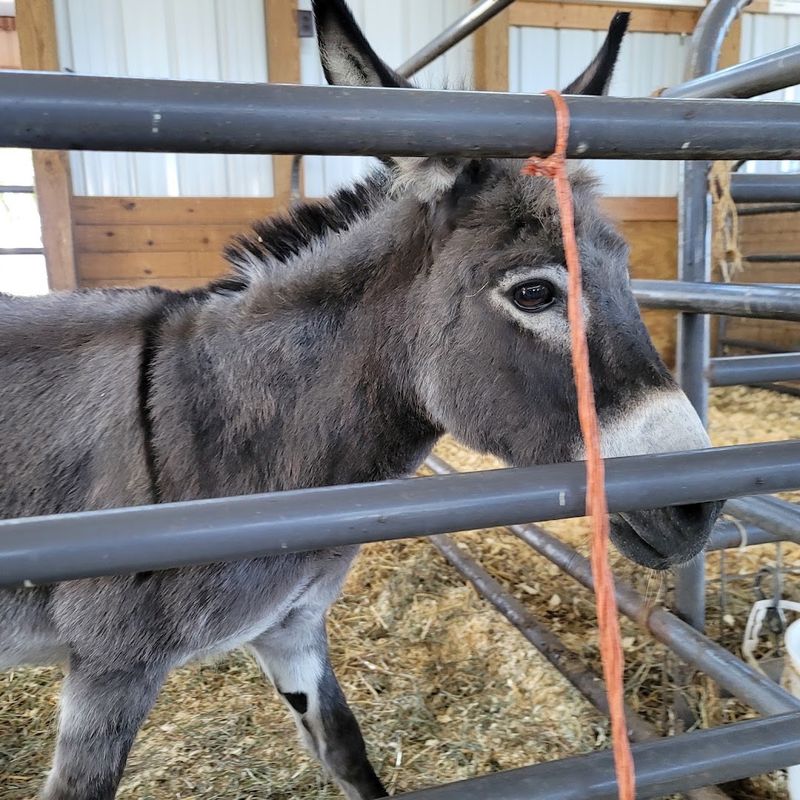 Busy Barns Adventure Farm
