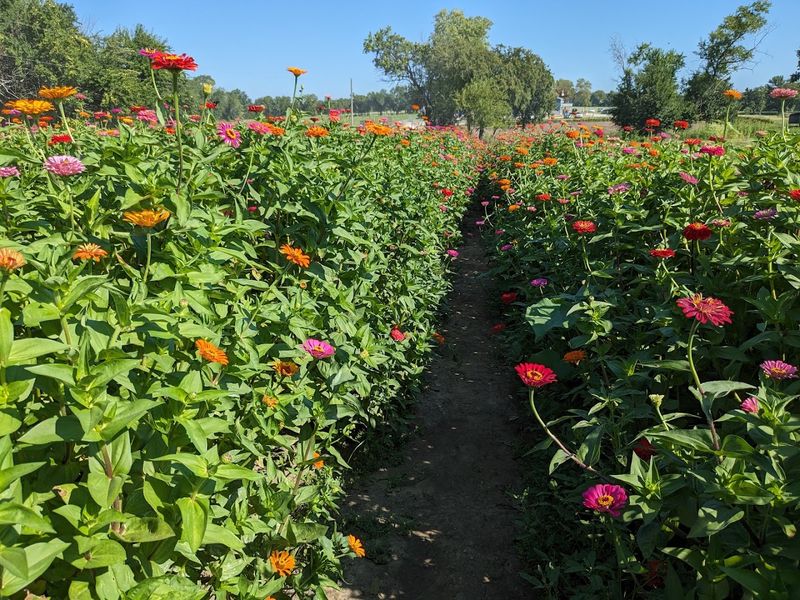 Best Times To Visit Sunflower Fields