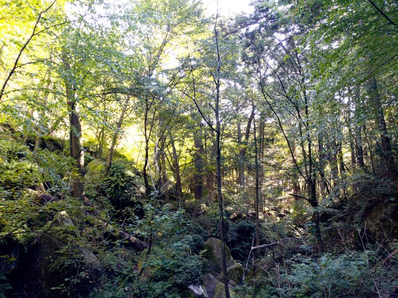 Echoes Of History In The Ravine
