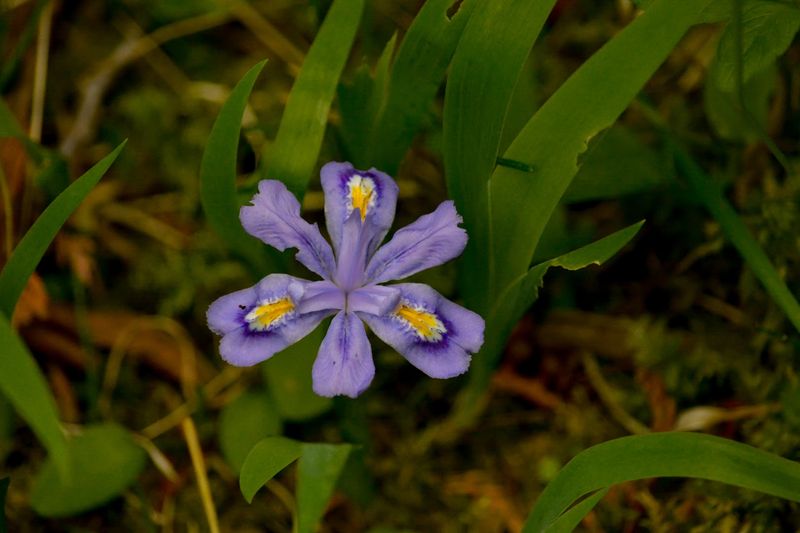 More Than Two Dozen Native Orchids Bloom Here