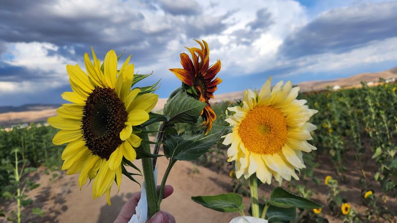 A Farm With Deep Roots In The Desert