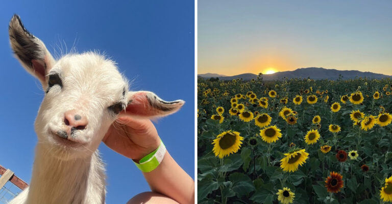 Nevada Grows A Giant Sunflower Field That Makes A Bright Summer Detour
