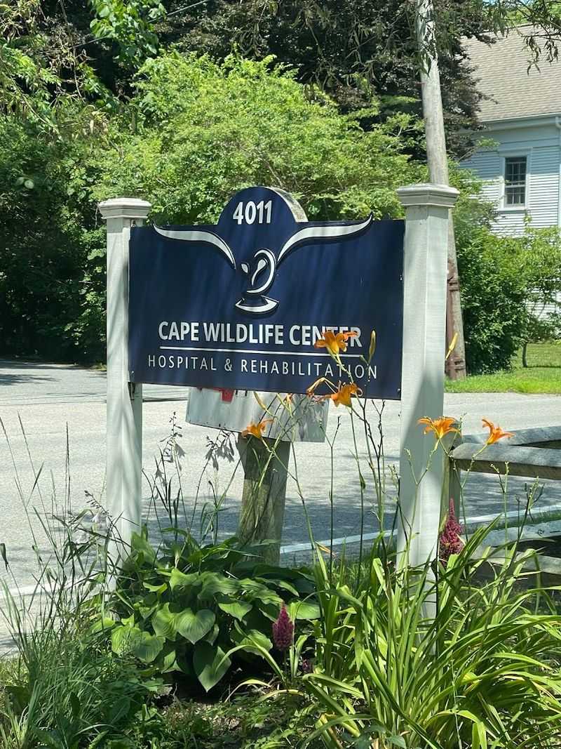 Cape Wildlife, Barnstable