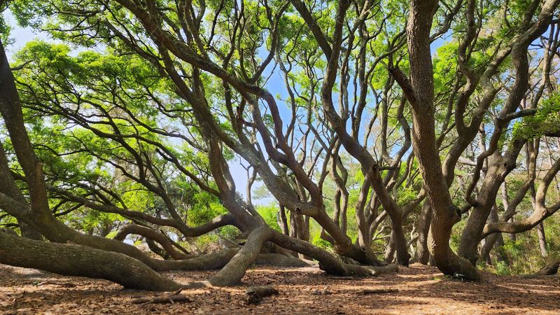 Beach Conservation Efforts And Environmental Importance