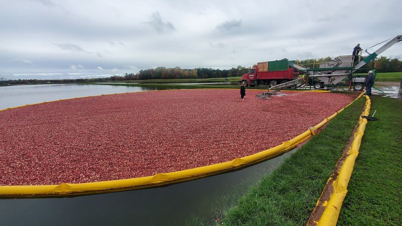 Traditional Harvest Methods Versus Modern Practices