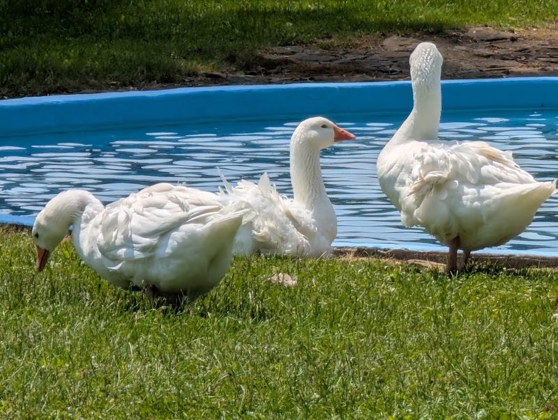 Wisconsin Rapids Municipal Zoo