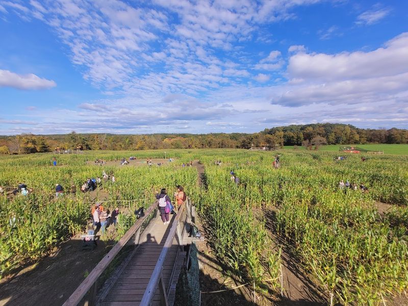 November: Davis Mega Maze, Sterling