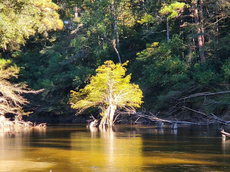 Black Creek