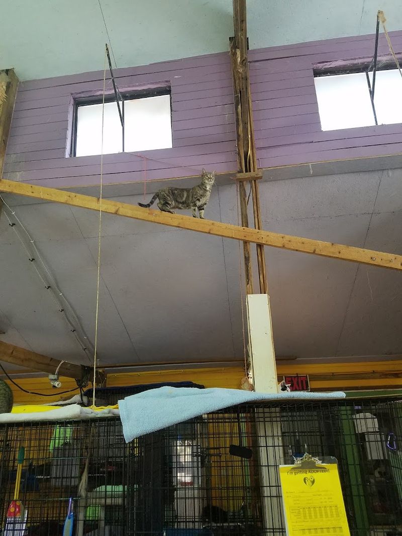 Hard To Place Rescues Can Stay For As Long As They Need