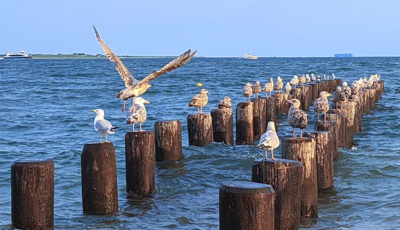 Brighton Beach