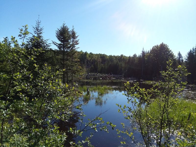 Conservation Efforts To Protect Natural Resources