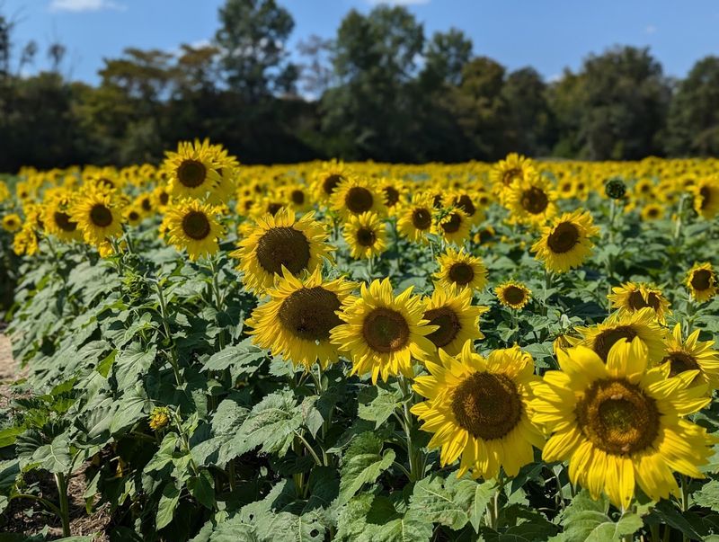 Sustainable Farming Practices Implemented