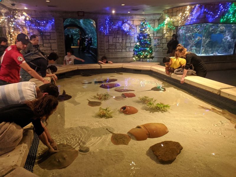 Touch a Stingray and Mean It