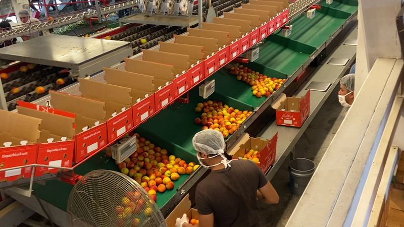 You Can Watch Fresh Peaches Travel Through The Packinghouse