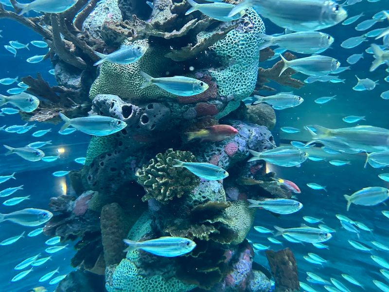 Interactive Opportunities For Visitors With Stingrays