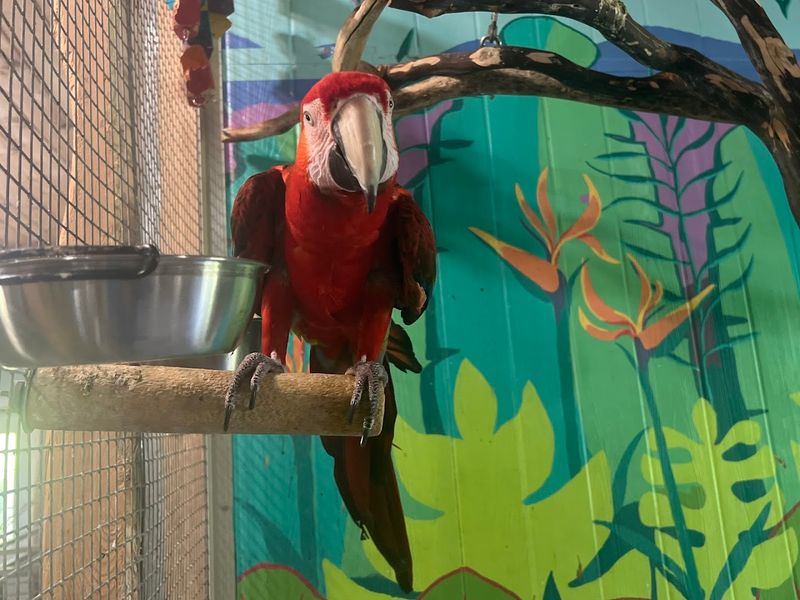 Exotic Avian Sanctuary of Tennessee, Inc., Hermitage