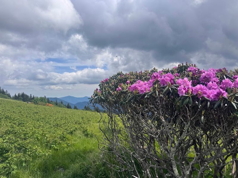 Roan Mountain State Park, Roan Mountain