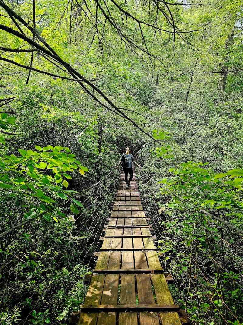 Mountain Oak Trail, Savage Gulf State Park