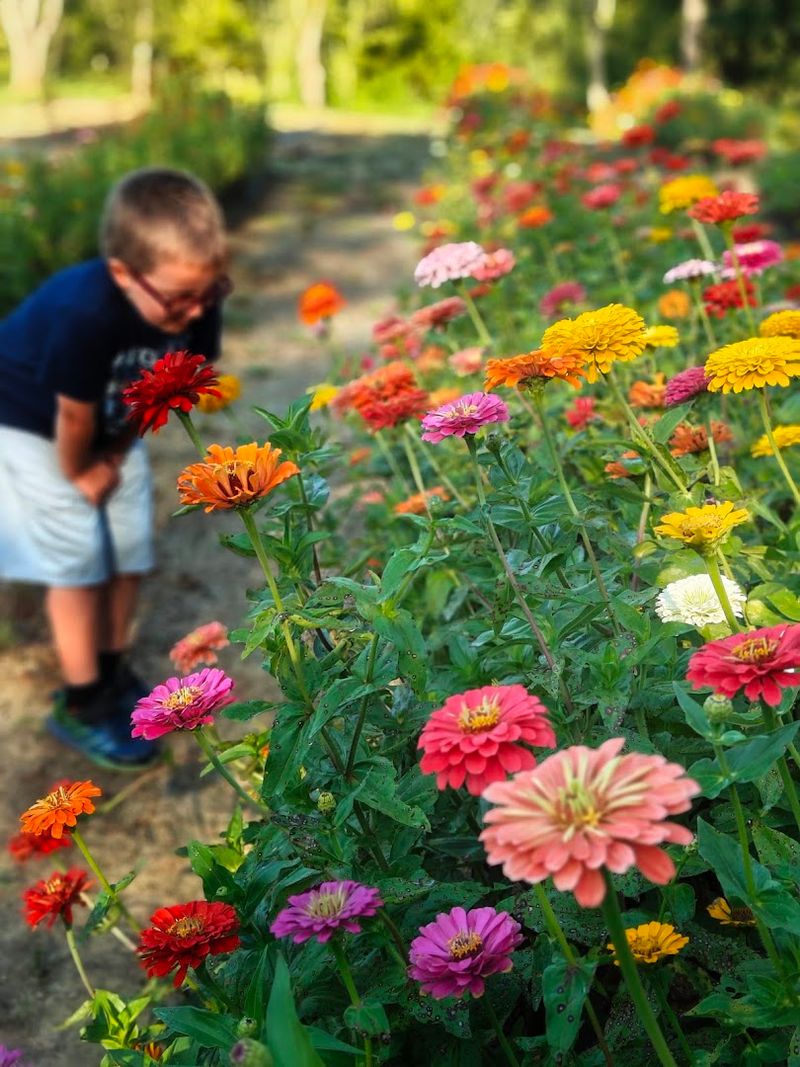 Brooks And Fawn Flower Farm, New Market