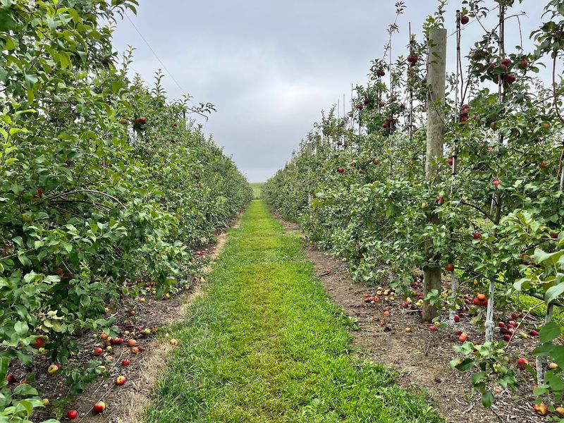 Apple Picking In The Fall