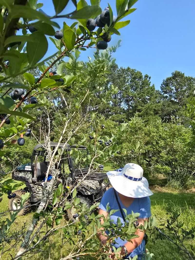 Blue Tara Organic Blueberry Farm