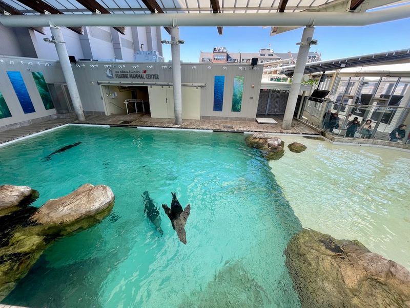 Seal And Sea Lion Shows