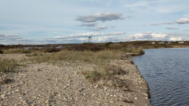 Local Bird Species Nesting In Undisturbed Habitats