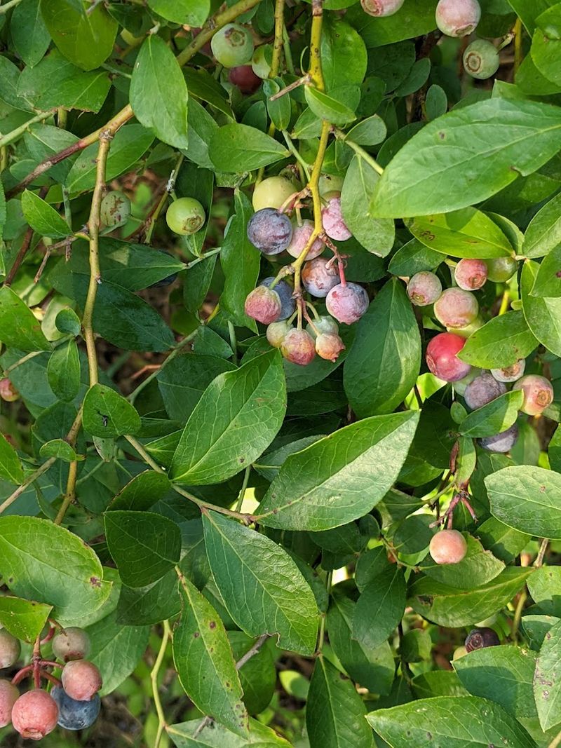 Blueberry Fields Ready for Picking