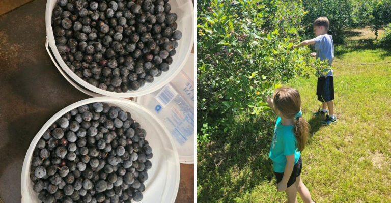 Pick Your Own Blueberries By The Bucket At This North Alabama Family Farm