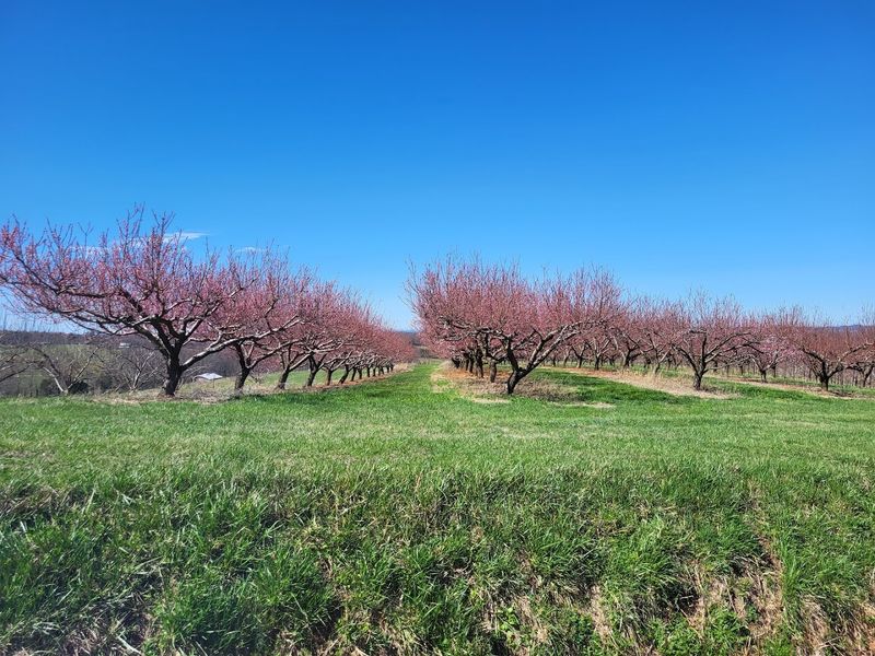 How This Farm Keeps Tennessee’s Agricultural Roots Alive
