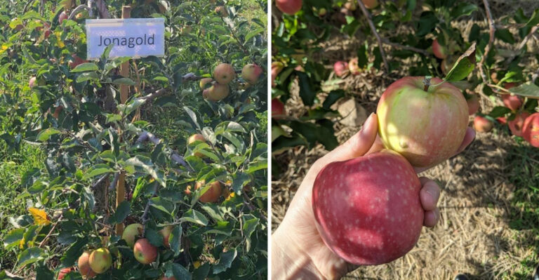 Pick Your Own Sweet Apples At This Scenic Tennessee U-Pick Farm