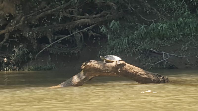Wildlife Sightings Add Surprises Beyond The Water