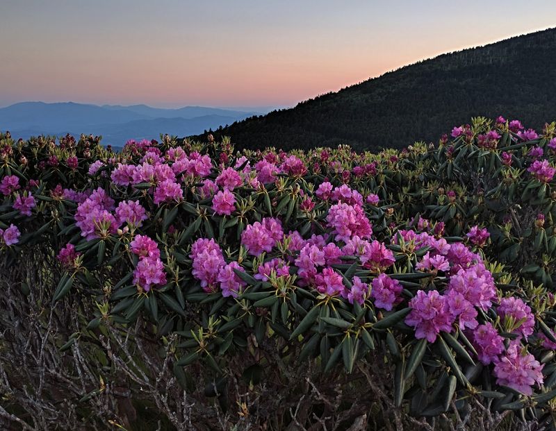 Roan Mountain
